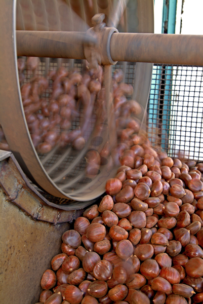 Castagne Morbide - Malerba Castagne Montella